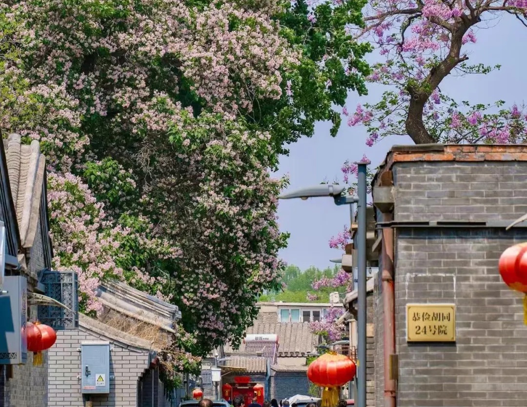 漫步在春日北京，当一天胡同串子