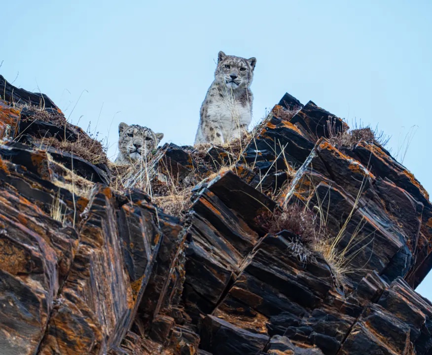 神奇大猫在哪里？来雪豹展找寻高山的足迹